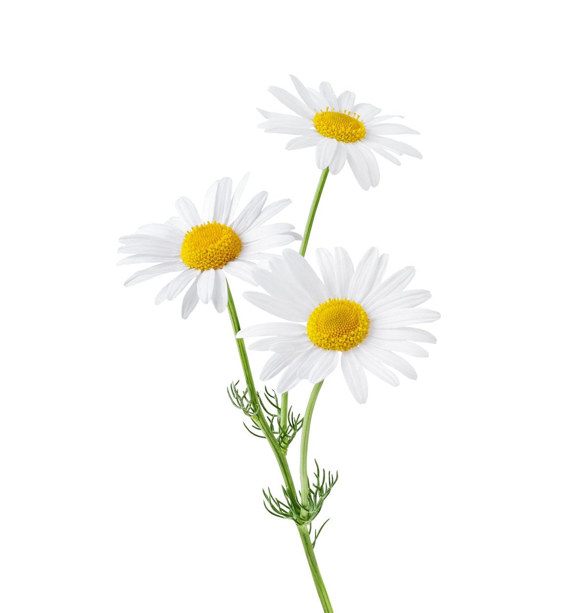 White chamomile flowers
