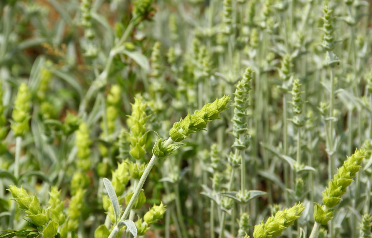 Greek Mountain Tea Sideritis blossoms