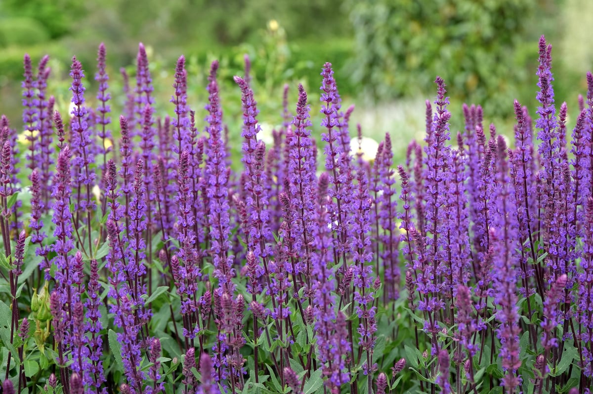 Purple sage flowers
