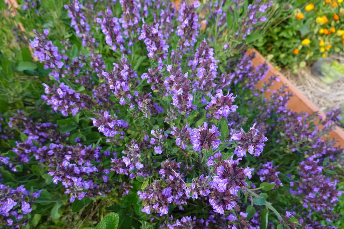 Purple sage flowers blooming