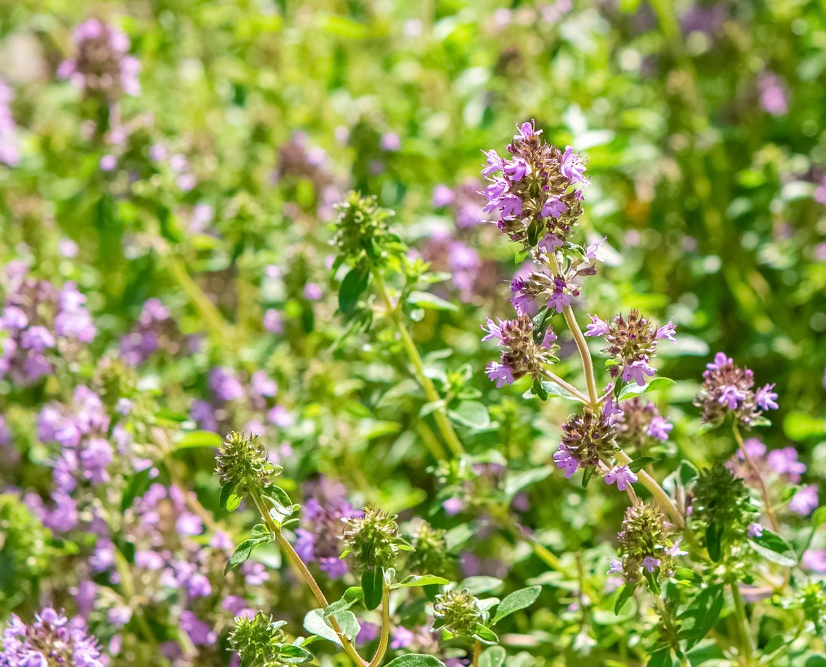 Wild thyme flowers blooming