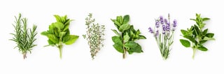 Wild thyme and Mediterranean herbs collection